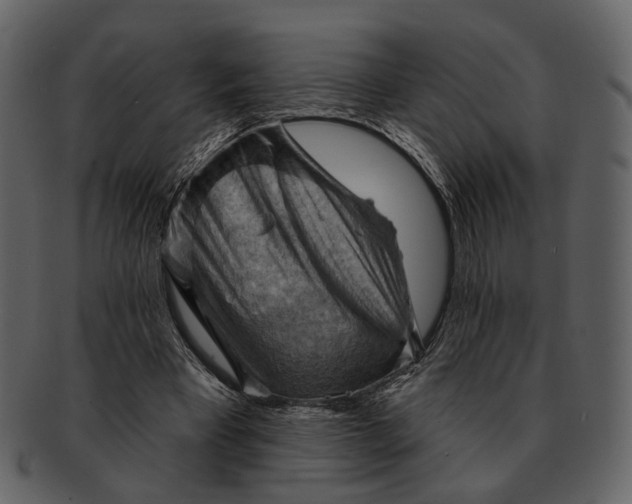 X0000093110393200710171227