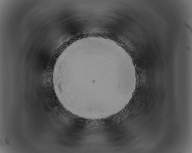 X0000093110824200710171221