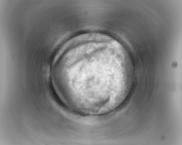 X0000093110024200710241251