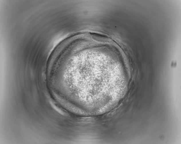 X0000093110050200710241250