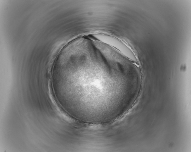 X0000093110097200710241250