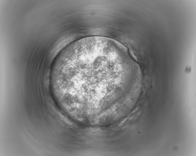 X0000093110194200710241249