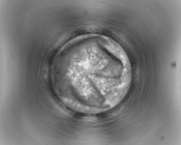 X0000093110266200710241248