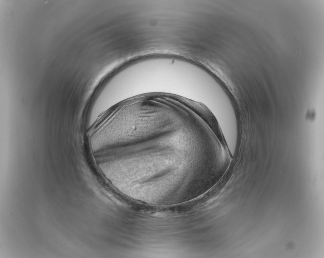 X0000093110584200710241244