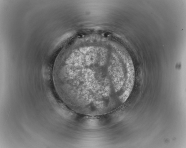 X0000093110658200710241243