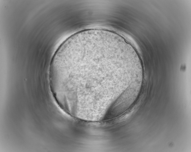 X0000093110855200710241240