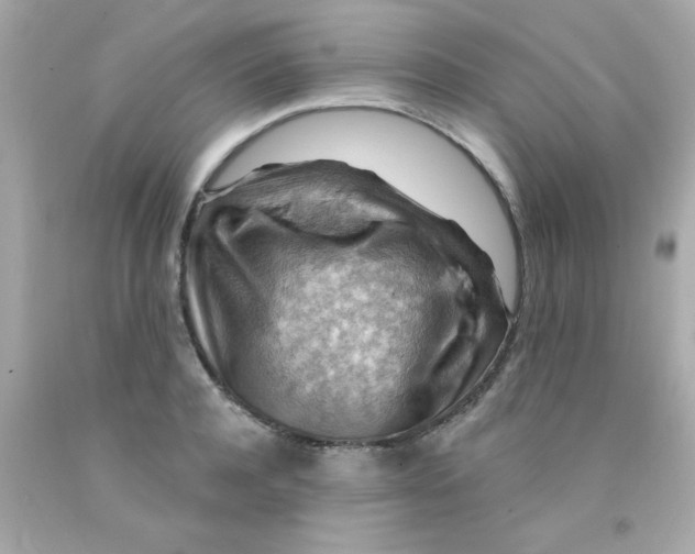 X0000093110944200710241239