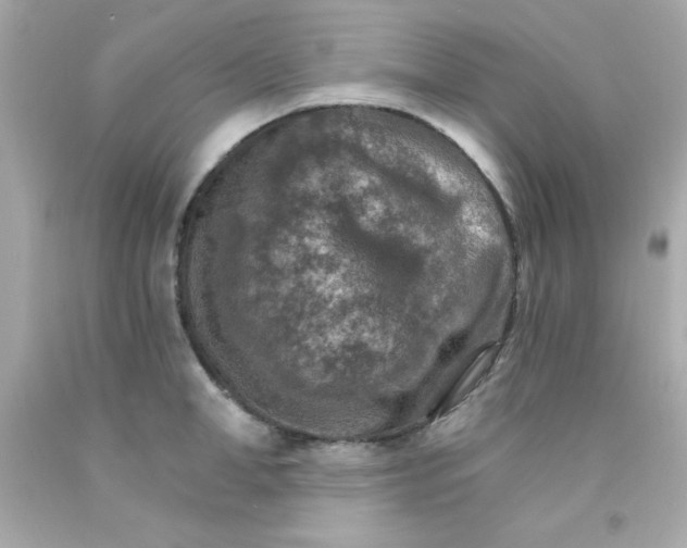 X0000093110998200710241238