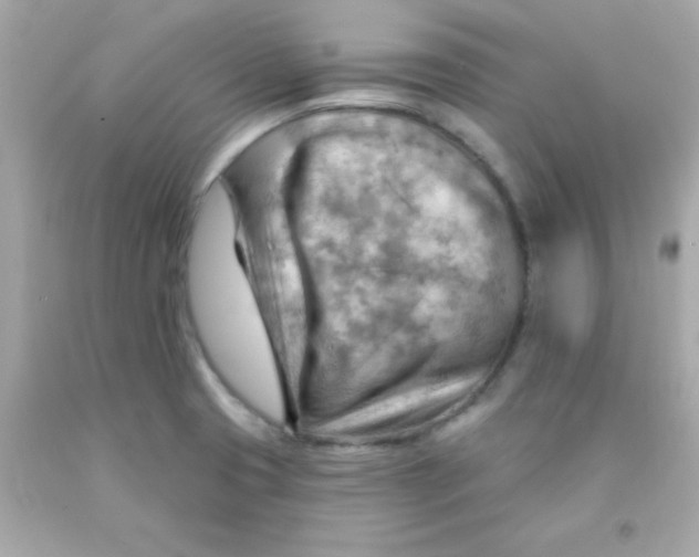 X0000093111425200710241233