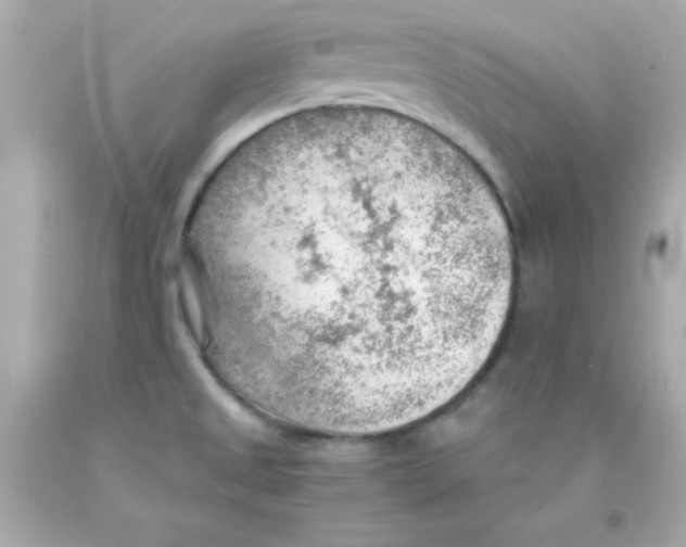 X0000093111525200710241231