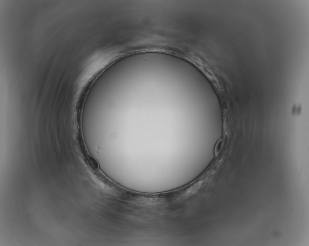 X0000093120245200709261020