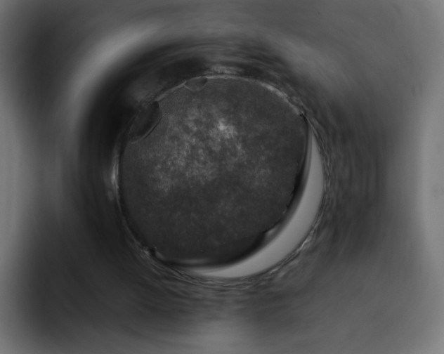 X0000093120052200710031341