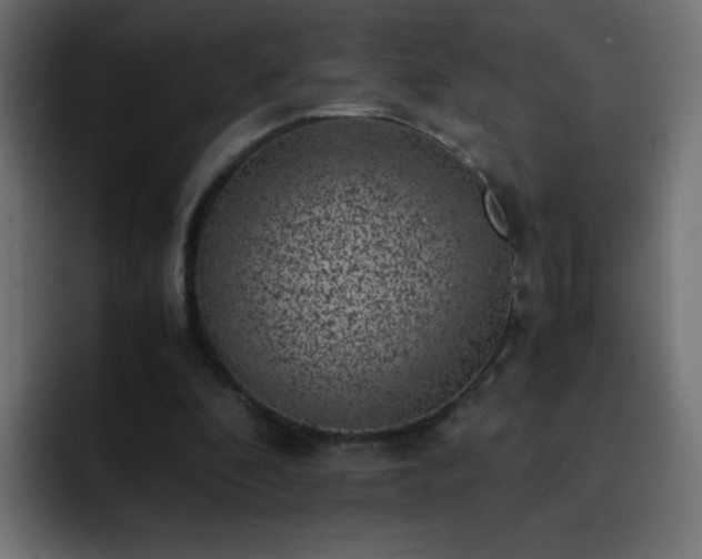 X0000093120296200710031339