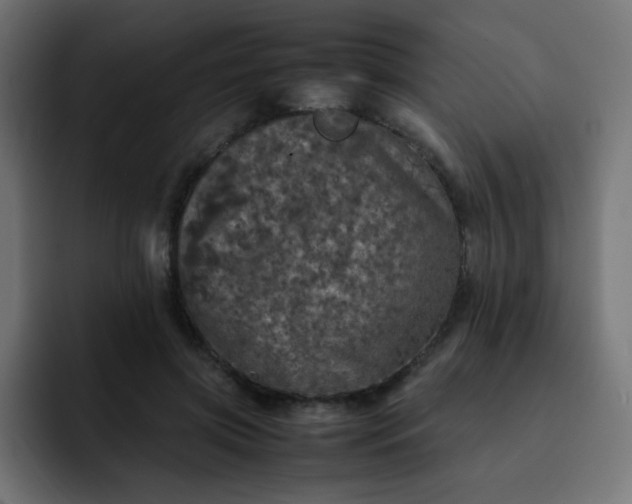 X0000093120549200710031336