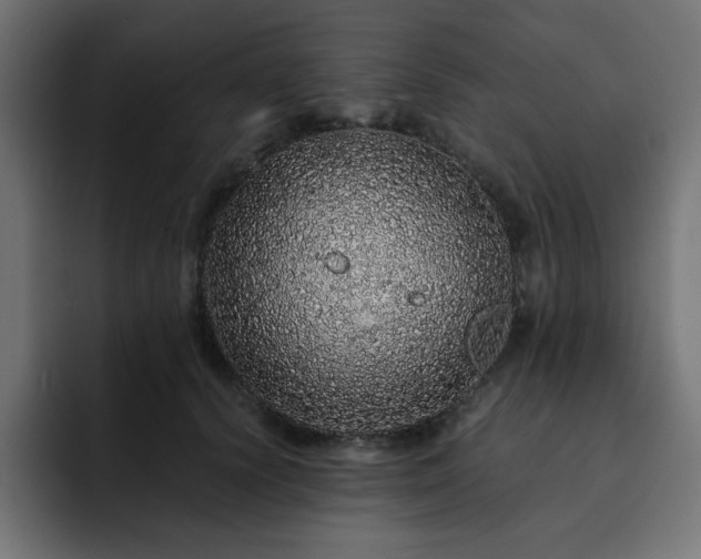 X0000093120656200710031335