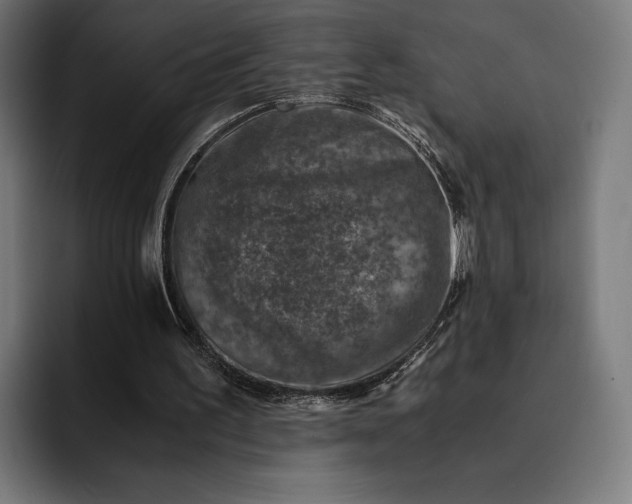 X0000093120195200710101046