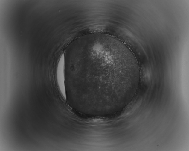 X0000093120224200710101046