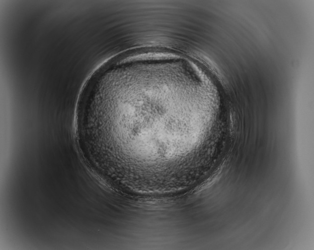 X0000093120780200710101039