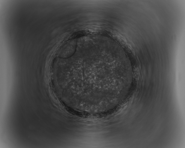 X0000093121009200710101036