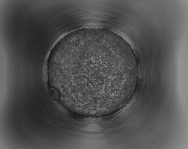 X0000093121075200710101036