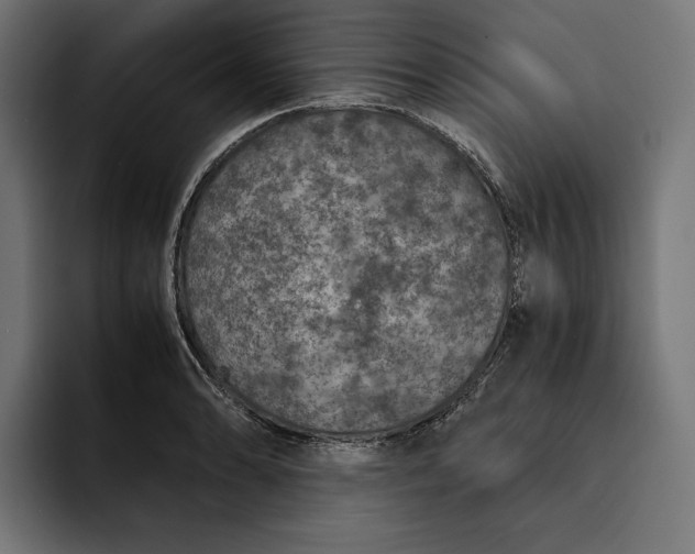 X0000093121086200710101036