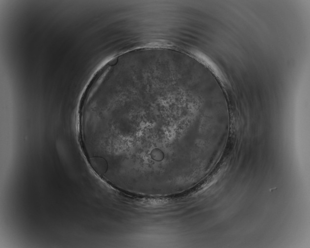 X0000093121095200710101036