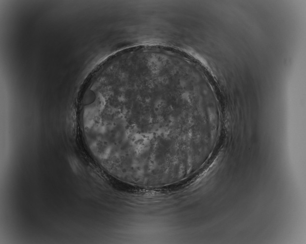 X0000093121263200710101033