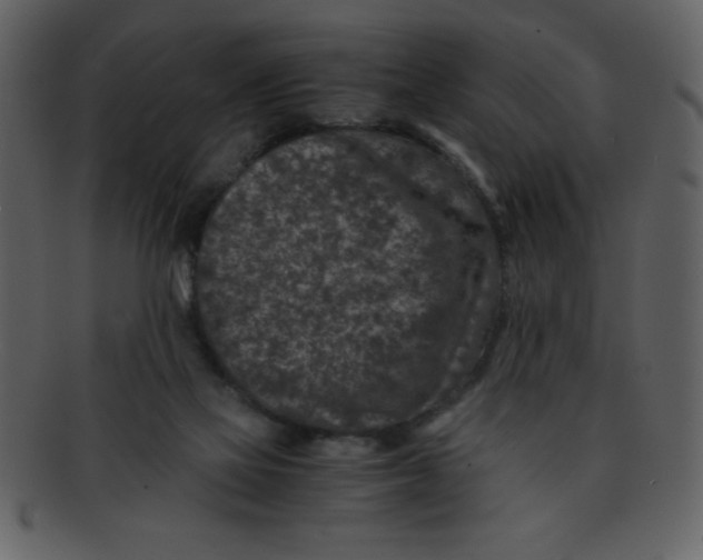 X0000093120069200710171255