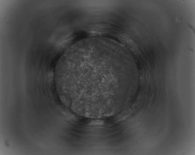 X0000093120369200710171251