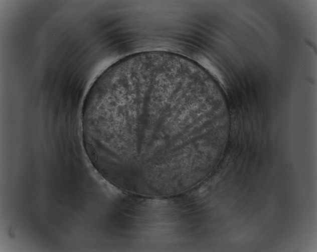 X0000093121088200710171240