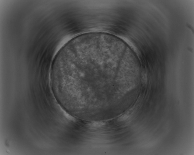 X0000093121294200710171237