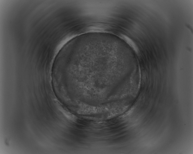 X0000093121435200710171235