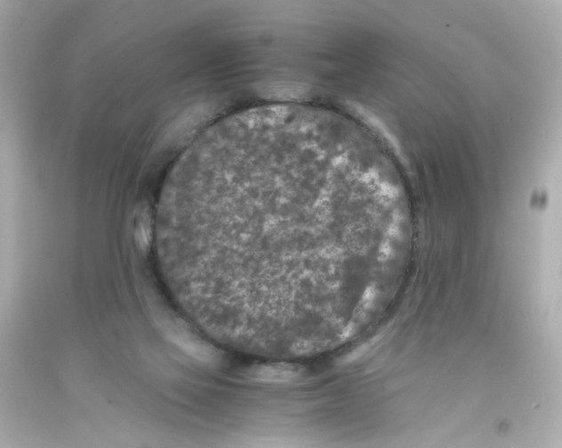 X0000093120069200710241311