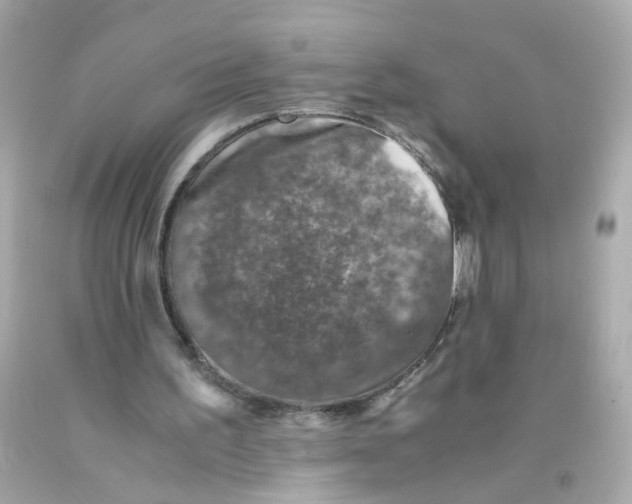 X0000093120195200710241310