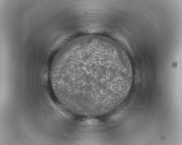 X0000093120210200710241309
