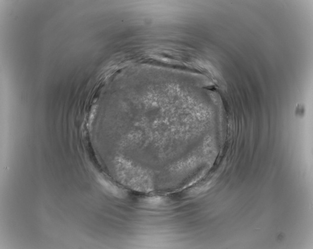 X0000093120237200710241309