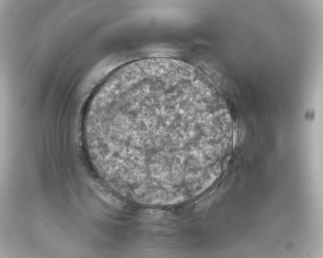 X0000093120339200710241307