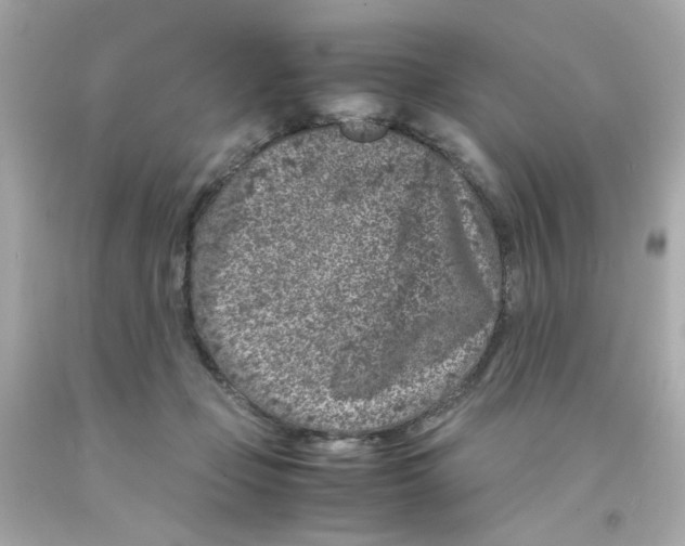 X0000093120365200710241307