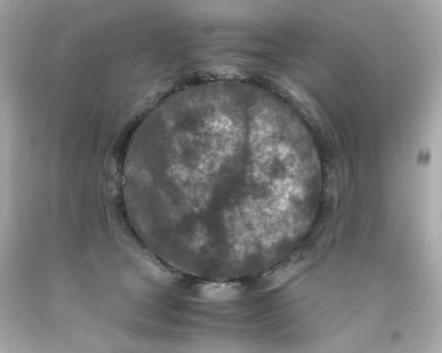 X0000093120465200710241306
