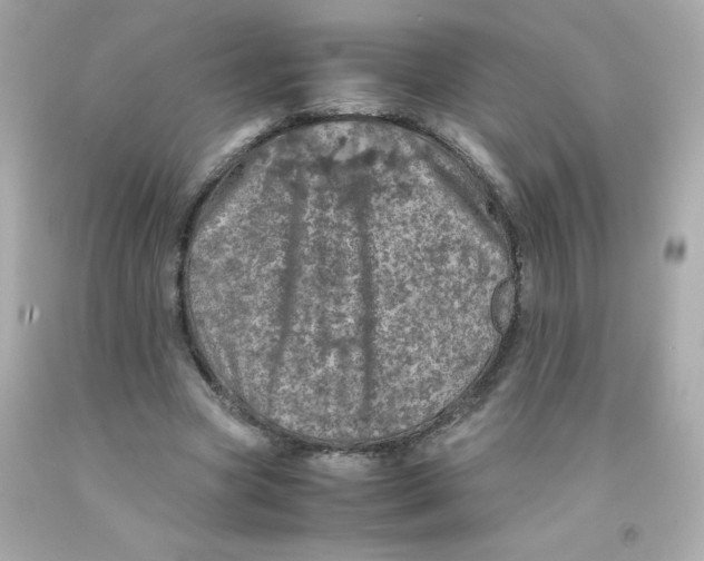 X0000093120537200710241304