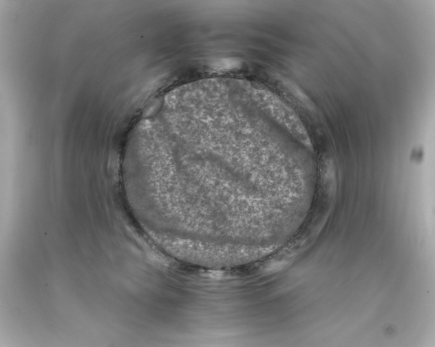 X0000093120565200710241305