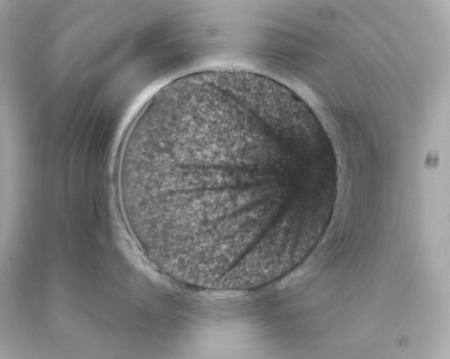 X0000093120864200710241301