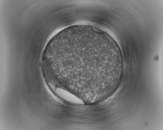 X0000093121045200710241258