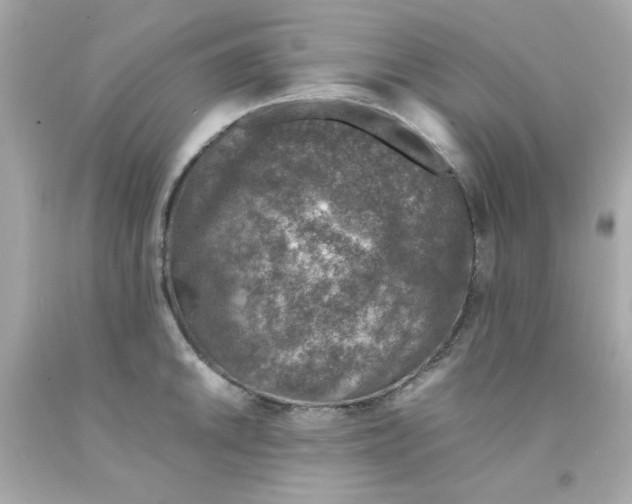 X0000093121046200710241258