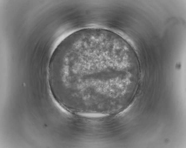 X0000093121239200710241256