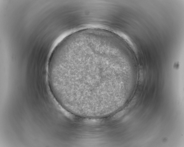 X0000093121286200710241255