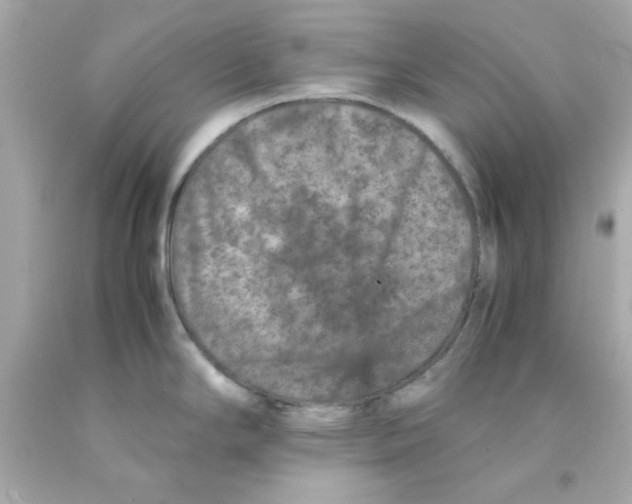 X0000093121294200710241255