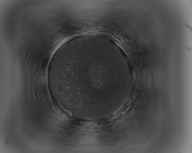 X0000093130100200709261356