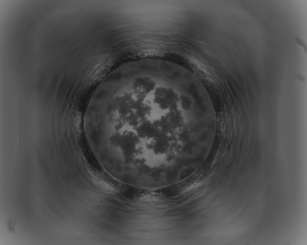 X0000093130550200709261350