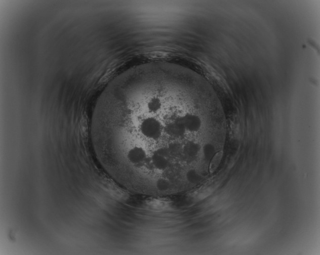 X0000093130561200709261350